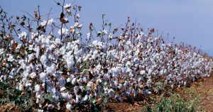 How Can 100 Cotton Be Ironed 300x158